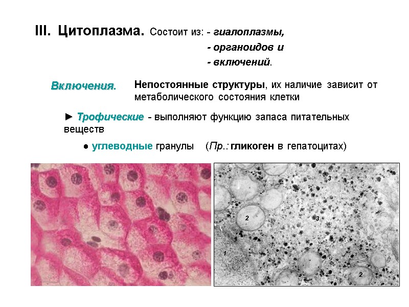 III.  Цитоплазма.  Состоит из: - гиалоплазмы,      